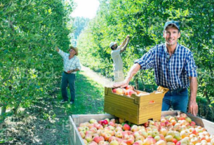 FRUIT FARM JOBS IN NEW ZEALAND