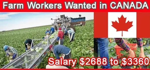 fruit picker jobs in Canada