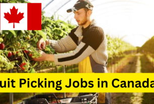 Fruit Picking Jobs in Canada with Visa Sponsorship