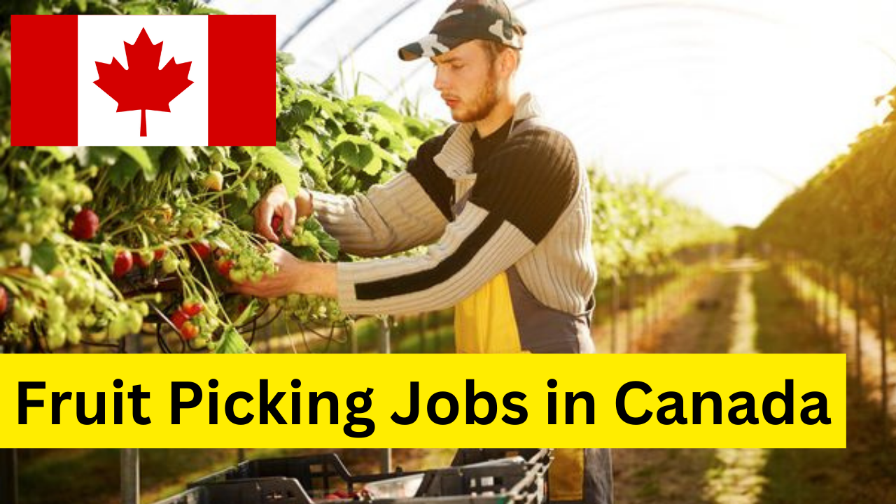 Fruit Picking Jobs in Canada with Visa Sponsorship